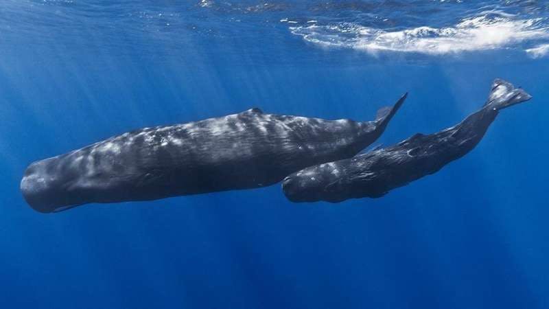 AI is helping scientists decode elusive whale chatter